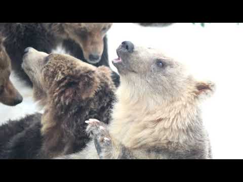 登別クマ牧場