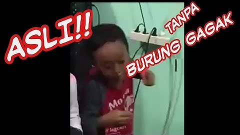 Bocah JOGET Entah Apa Yang Merasukimu Asli Tanpa Burung Gagak