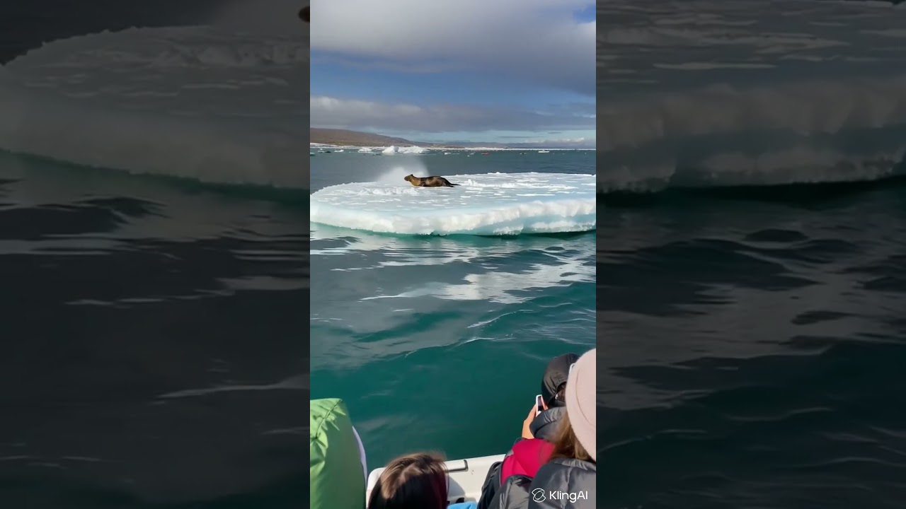 A lonely jaw on a floating ice floe  