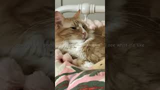 #cute #muffin #cat