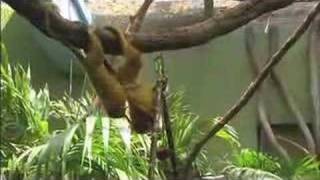 Smithsonian National Zoo (webisode)