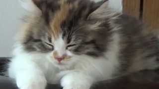 小さい猫の種類 大人になっても小さいまま の長毛種5選 Tidbits 小さい猫の種類 大人になっても小さいまま の長毛種5選 Tidbits