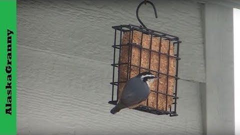 How To Use Suet Bird Feeders