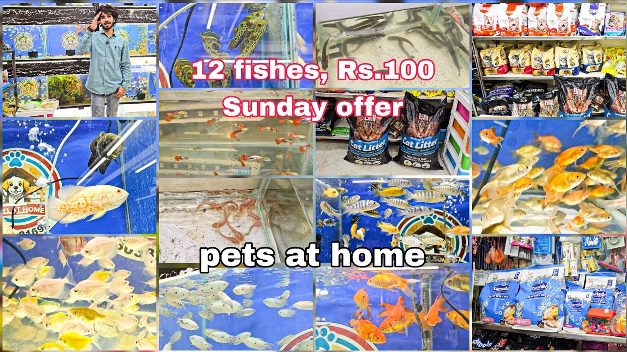 Pets at home | Sunday offer fishes & food | cat food | aquariums all accessories 