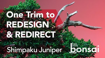 Improve this Shimpaku Juniper Bonsai with One Simple Action in Spring