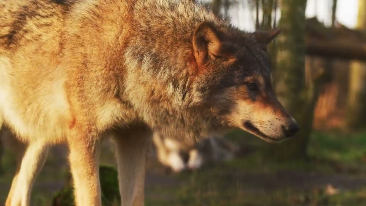 Pachamama adlı videoyu YouTube'da izle Pachamama adlı videoyu YouTube'da izle