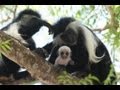 Colobus Monkeys of Kenya!