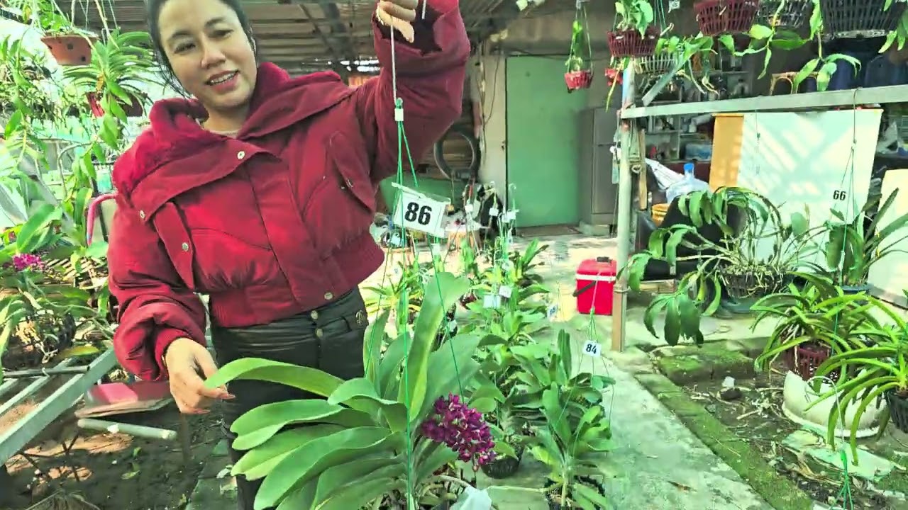 EM DUYÊN BÁN LAN  THÁI BÌNH 0976411919.zalo 0983397567