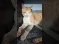 #cat #animals #studywithmeandmycat #studywithmeandmycat #funnyanimal