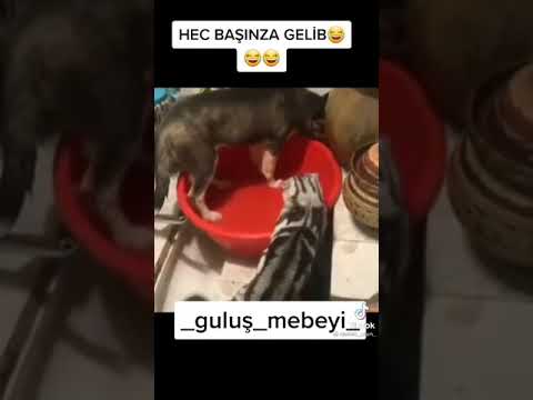 HARUN Məmmədov DUBLAJ GÜLMELİ VİDEOLAR axıra qədər baxın 🤣👍