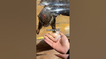 Chú rái cá tò mò khi một cô gái chuẩn bị cho mình thứ gì đó 😳