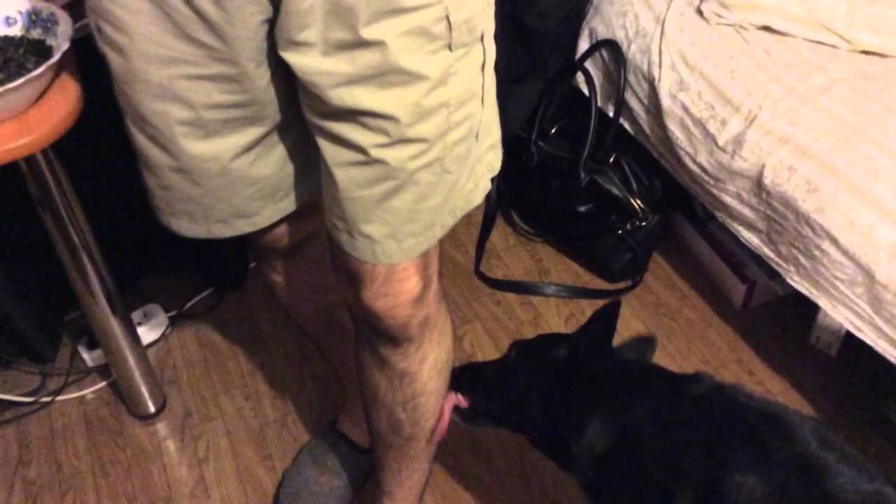 Собака облизывает ноги