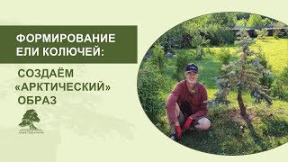 Формирование ели колючей: создаём "арктический" образ