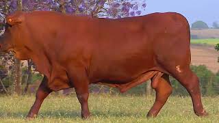 Lote 81 Zt 6128