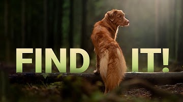 This New AI Can Find Your Dog In A Video! 🐩