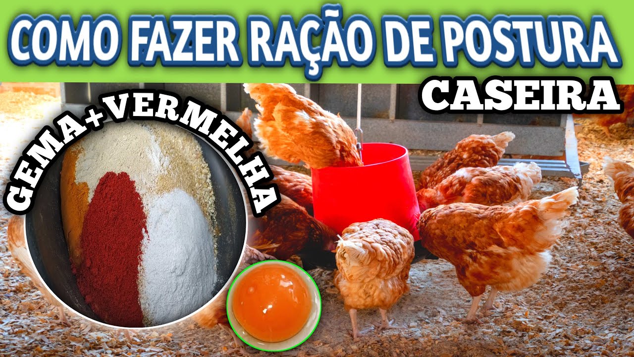 Como fazer RAÇÃO de *POSTURA* *BARATA E CASEIRA/Gemas MAIS Vermelhas PARA quem vende OVOS é sucesso