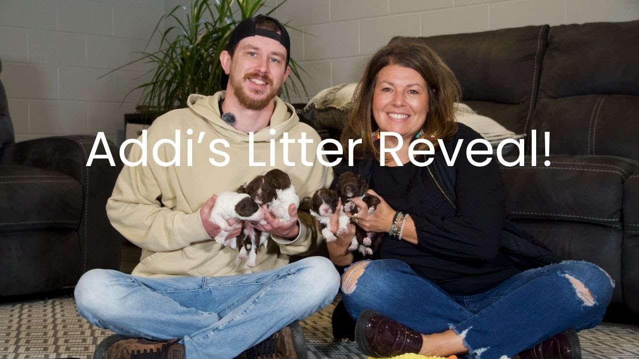 Addi & Porters Portuguese Water Dog Litter Reveal!