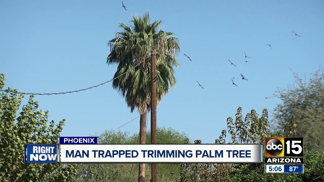 palm tree trimming phoenix services man injured while trying to trim palm tree in phoenix youtube palm tree trimming phoenix services man injured while trying to trim palm tree in phoenix youtube