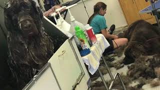 Grooming Two of Three Newfies @Interlude Pet Resort