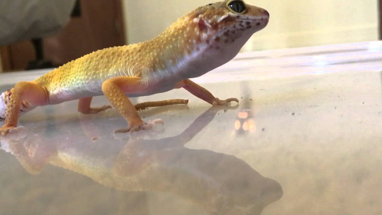 lizard skin grips Live Feeding