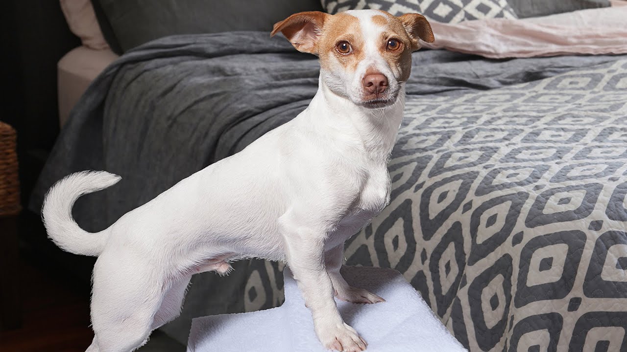 OxGord Pet Stairs Video