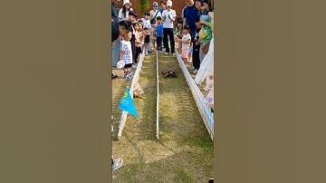Real Story, Rabbit Vs Tortoise #rabbit #tortoise #race #shorts