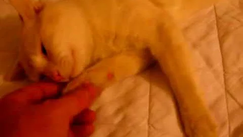 Video 1099921: cat blue eyes, red cat, amazing cat, breed show, cat wonderful