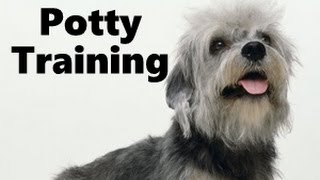 How To Potty Train A Dandie Dinmont Terrier Puppy  Dandie Dinmont Training  Dandie Dinmont Puppies