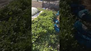 Denizlide Tütün Uygulamamız Aşk Olsun Doğubey Costurmussun Gene Abim