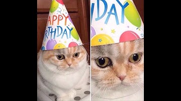 The progression of Fighting Games. Is it still possible? Game theory ASMR