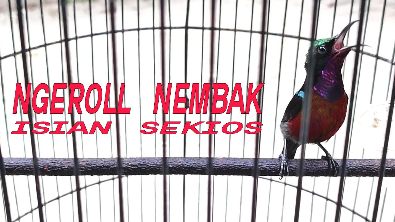 Masteran Konin Gacor Full Isian,Nembak Rapet Isian Full Cocok Buat Pancingan Atau Terapi Konin Macet