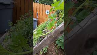 Easy Vertical Pumpkin Growing