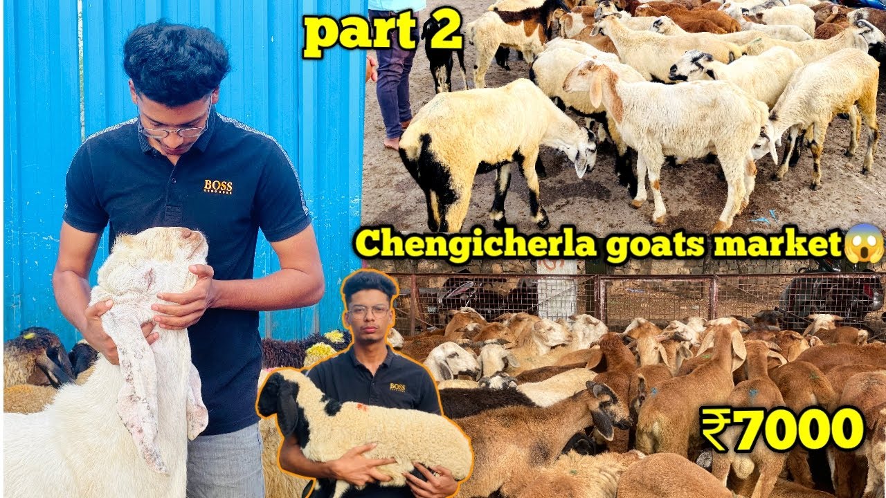 Chengicherla goats market update 2024| part 2 Telangana ki sab se badi bakra mandi 😱#viral #trending
