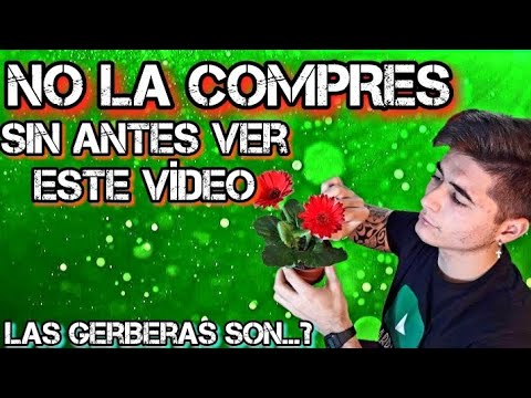 Video: Cuidado De La Gerbera En Casa