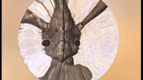 Animatie Microscoop van Antoni van Leeuwenhoek. Animatie: Infofilm, Leiden