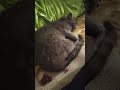 Bulgăraș care doarme în pat ❤️😻😻