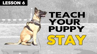 Train Your PUPPY to STAY - Belgian Malinois Puppy Training