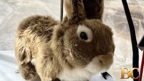 This tiny, furry robot is taking on invasive pythons in Florida