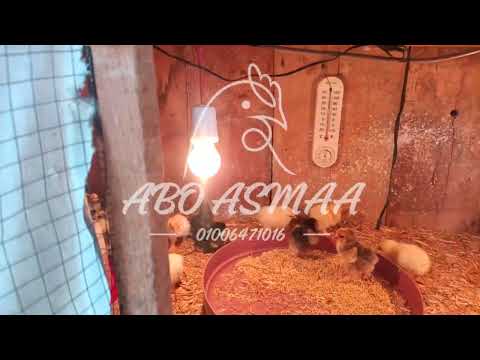 الطريقه بتاعتي الجديده لتحضين الكتاكيت