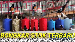 SELASA 21 MEI ‼️BANJIR MURAI TROTOLAN PROSPEK & GACORAN || STOK AMBYAR || WA:0838-7553-6945