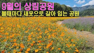 9월의 함양 상림공원 꽃나들이. 황화코스모스 해바라기 버들마편초 꽃무릇 등이 사람들 마음을 화사하게 위로해 주는 공원입니다.