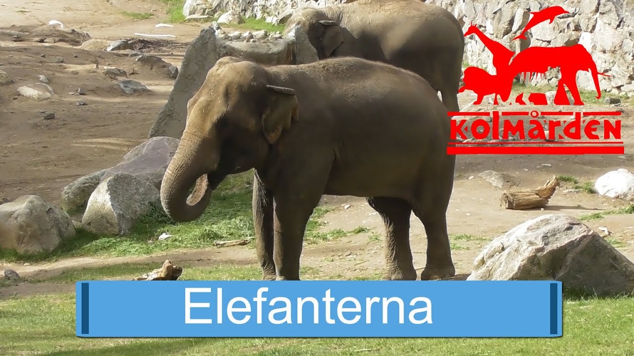 Elefanterna på Kolmården