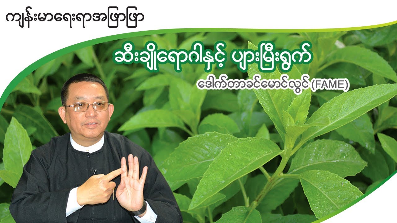 ဆီးချိုရောဂါနှင့် ပျားမြီးရွက် Gynura procumbens - Dr. Khin Maung Lwin (FAME)