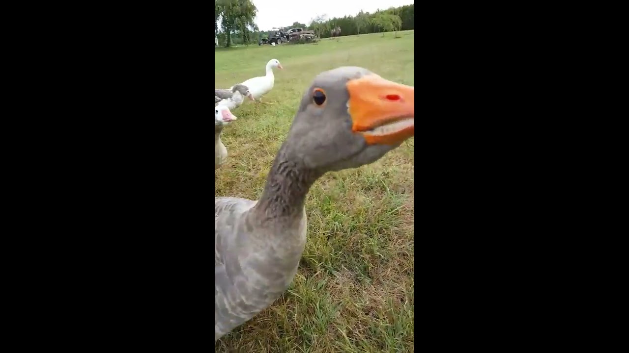 Geese Give Good Morning Hugs 