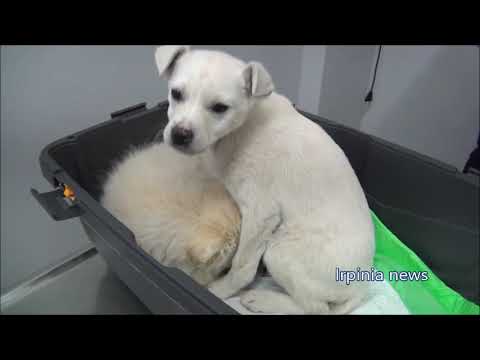 Bellizzi, salvati i due cuccioli avvelenati e abbandonati  Ora aspettano di essere adottati