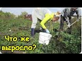 Какой урожай картошки? Что с гусятами? Семья в деревне.