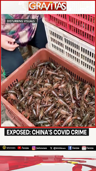 EXPOSED: China’s Covid Crime and Sinister Cover-Up | Shocking New Report | Gravitas | World News