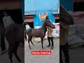 Horse prank #horse #horsepower #horselover #horsefan #deonarbakramandi #ruwhaidshah