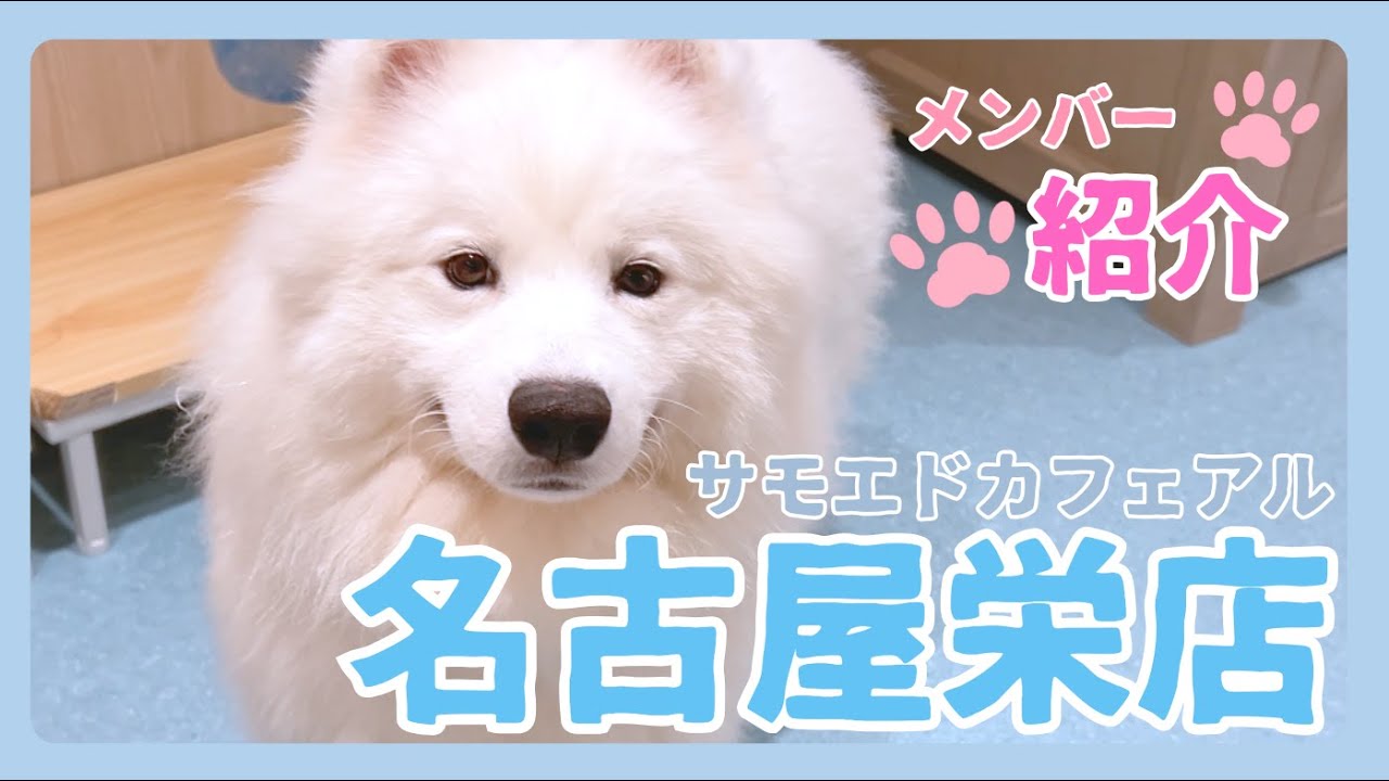 サモエドカフェのモフモフたち、お顔で見分けれる？！【サモエドカフェアル名古屋栄】