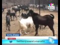 Kolhapur based Sunil Desai ssuccess story of goat farming